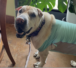 Mia, Bryan Berns's dog