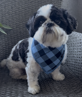Rocky Carmelo, Donna Holman's dog